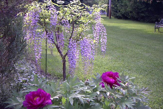 wisteria.jpg
