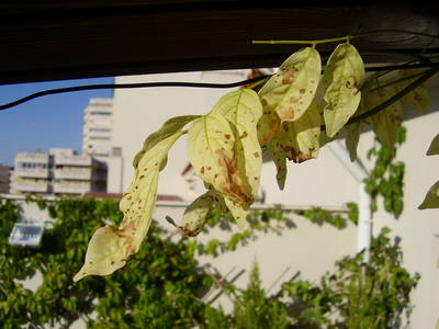 wisteria.jpg