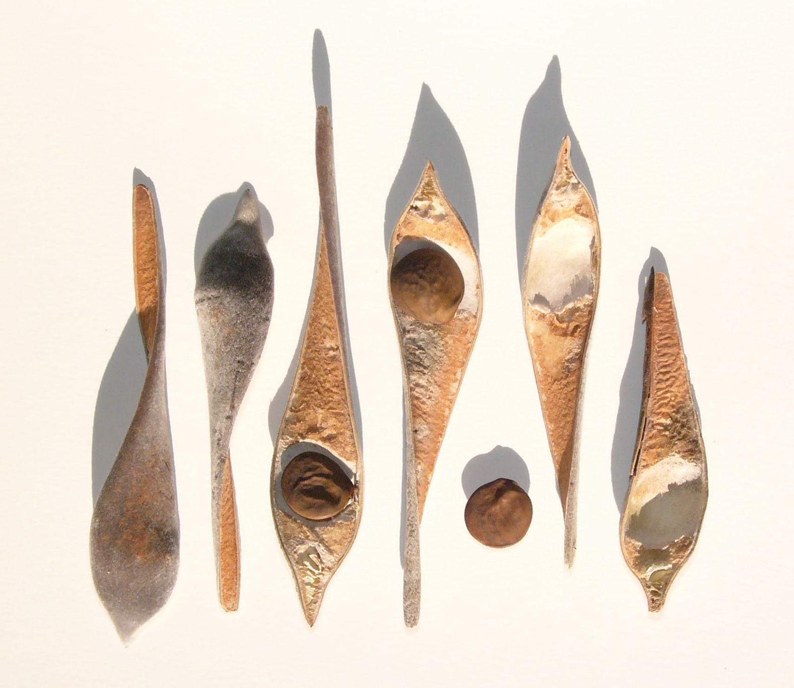 Wisteria-seeds_hg.jpg