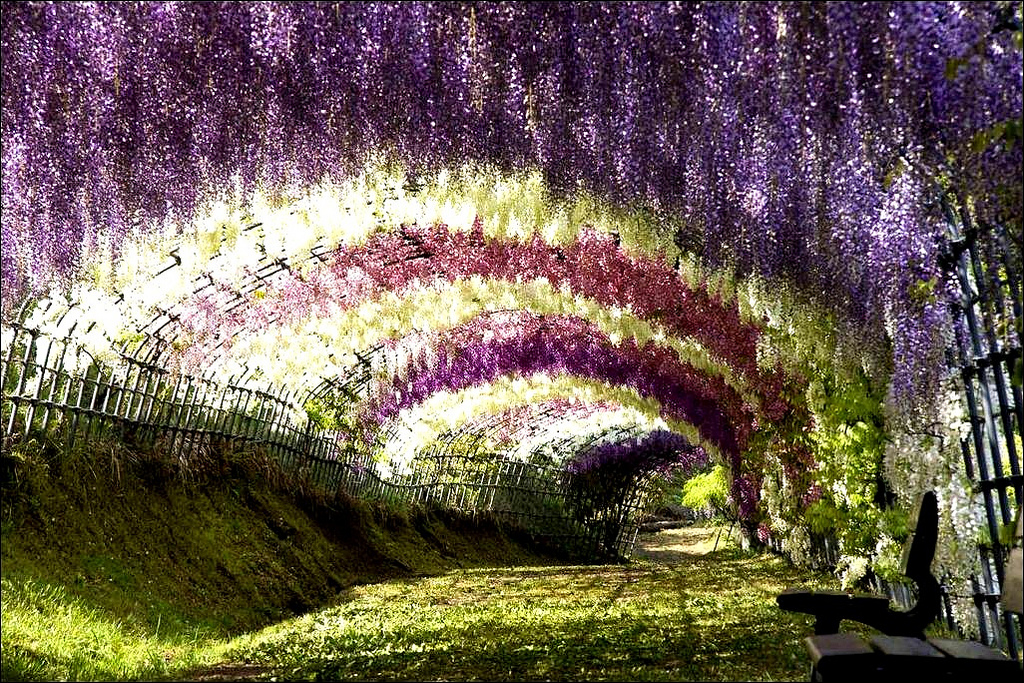 wisteria-tunnel-feat.jpg