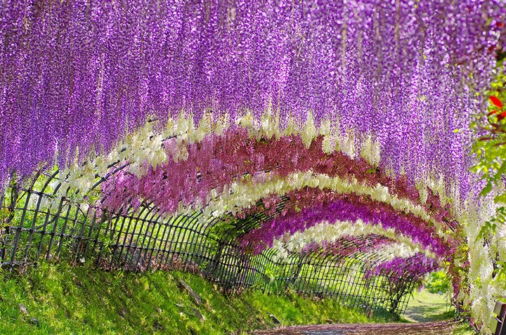 Wisteria-Tunnel-Kawachi-Fuji-Garden-9.jpg
