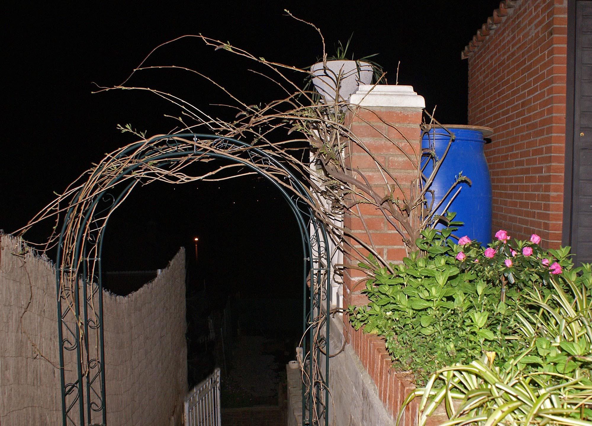 wisteria1.jpg