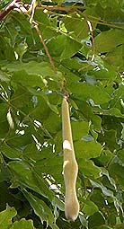 wisteria14.jpg