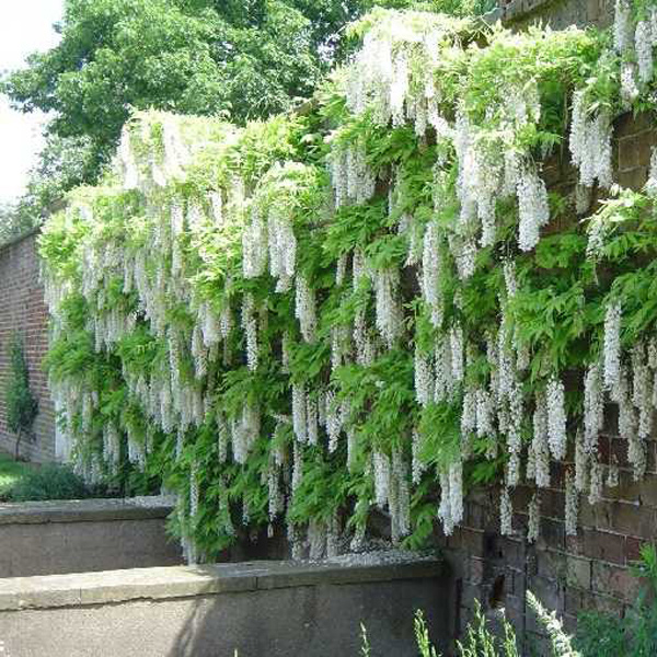 wisteria_alba_L.jpg