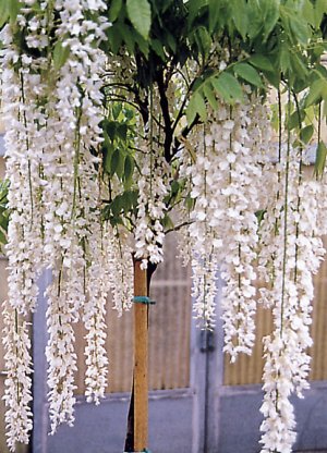 wisteria_floribunda_alba.jpg