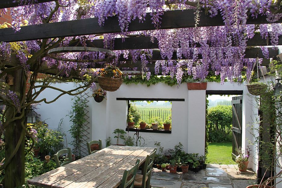 wisteria_zps111c223c.jpg