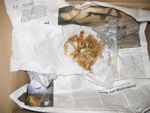 Wistuba06.jpg