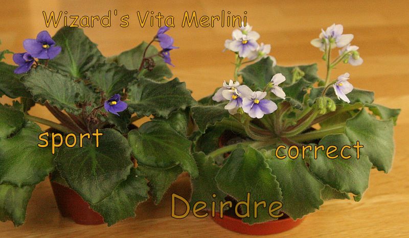 WizardsVitaMerlini02.jpg