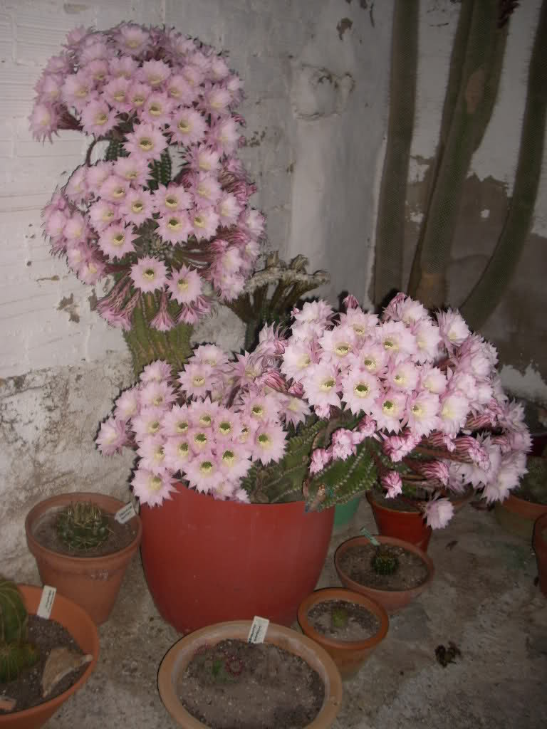 wjwh04.jpg
