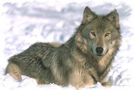 wolf3.jpg