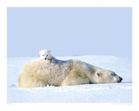wolfe-art-polar-bear-and-cub-manitoba-canada-8400878.jpg