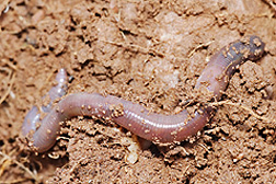 worm080718.jpg