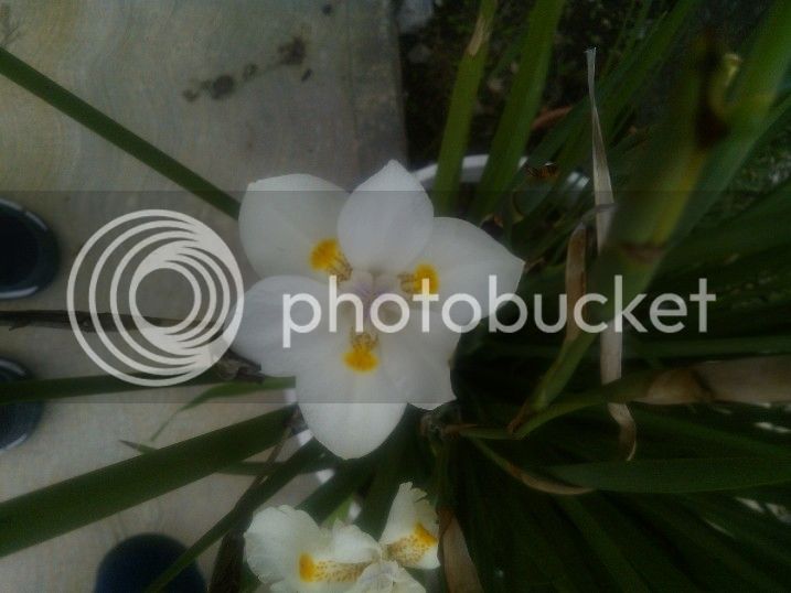 WP_000126_zpsomiaeypb.jpg