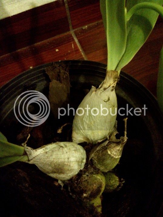 WP_000132_zpsnc8wzf10.jpg