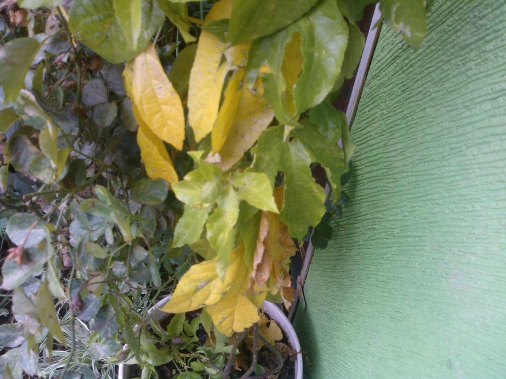 Amarilleando hojas buganvilla, dama de noche y Passiflora