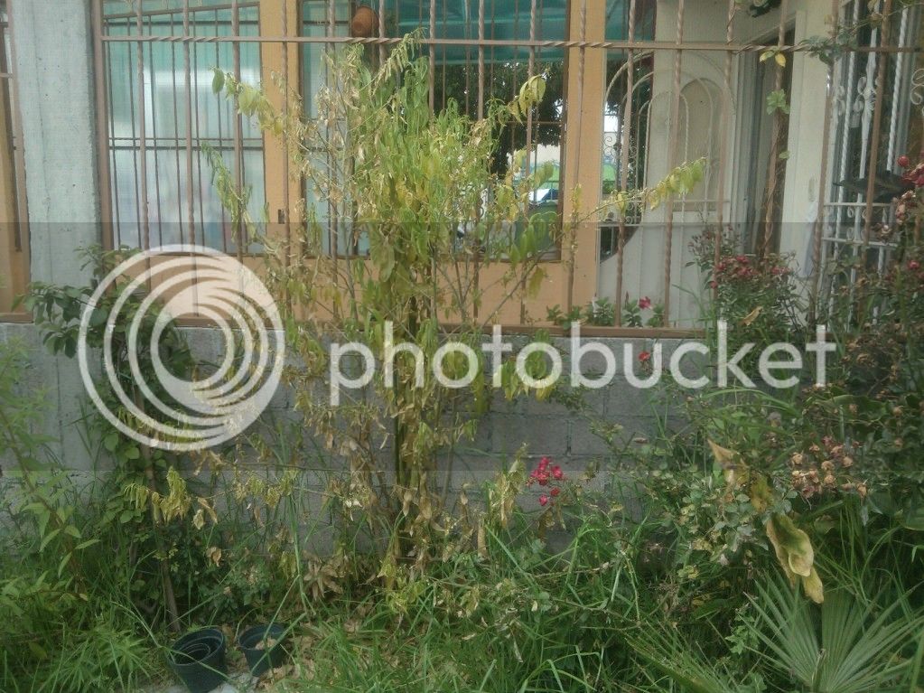 WP_000187_zps78a8b379.jpg