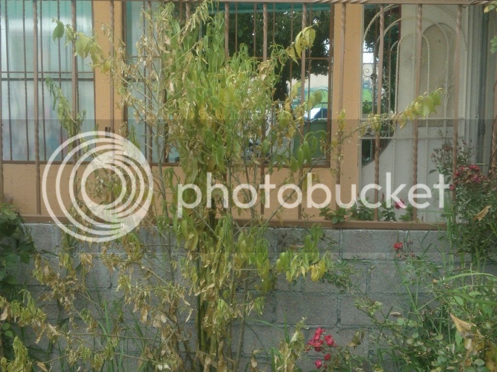 WP_000188_zps642fefb2.jpg