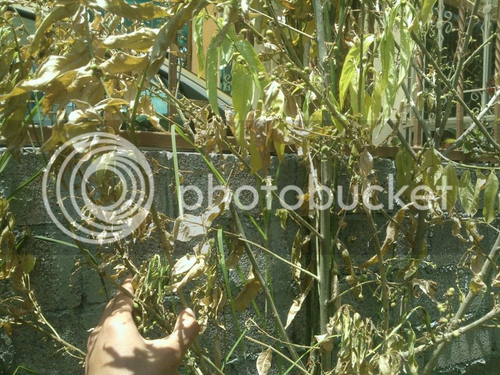 WP_000190_zps323387db.jpg