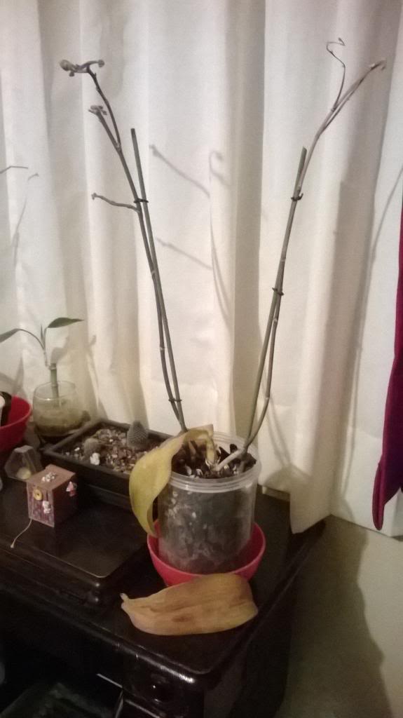 WP_20140305_0031.jpg