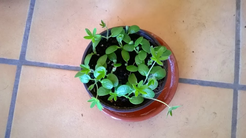 WP_20140306_008.jpg