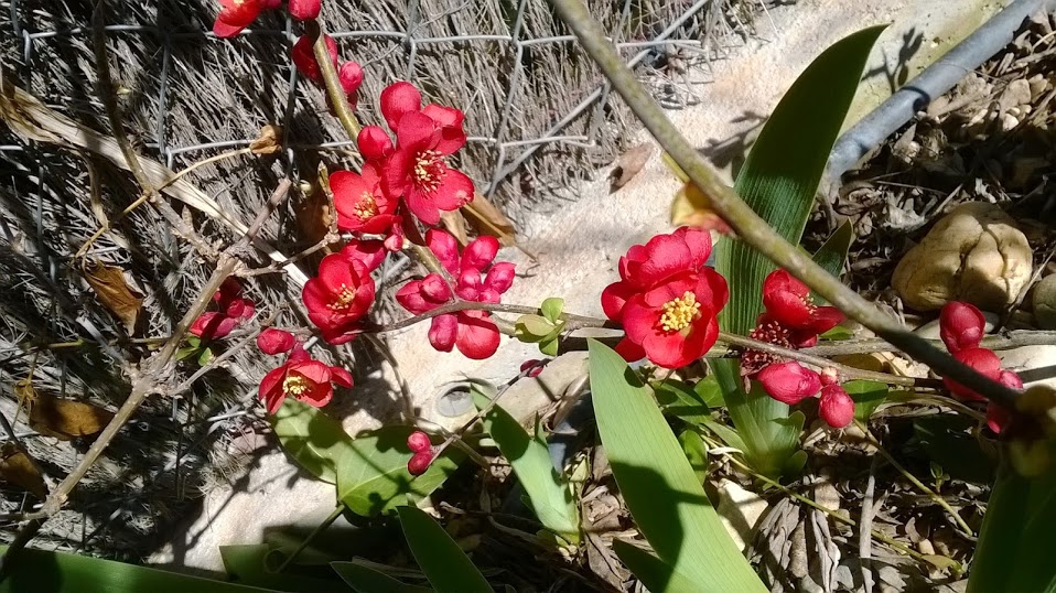 WP_20140306_010.jpg