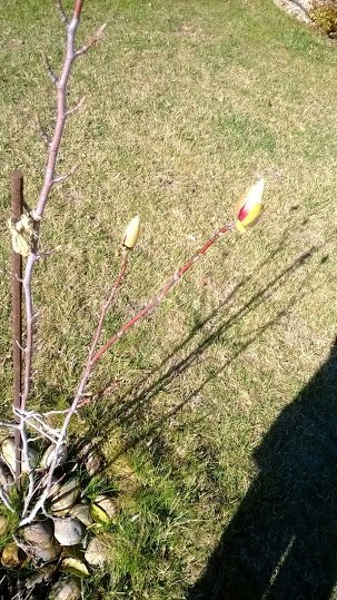 WP_20140309_011.jpg