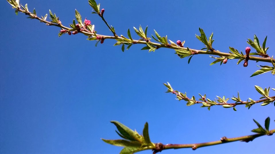WP_20140314_004.jpg