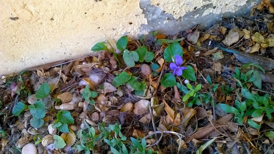 WP_20140315_005.jpg