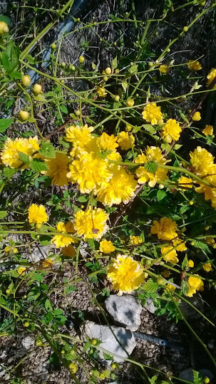 WP_20140317_008.jpg