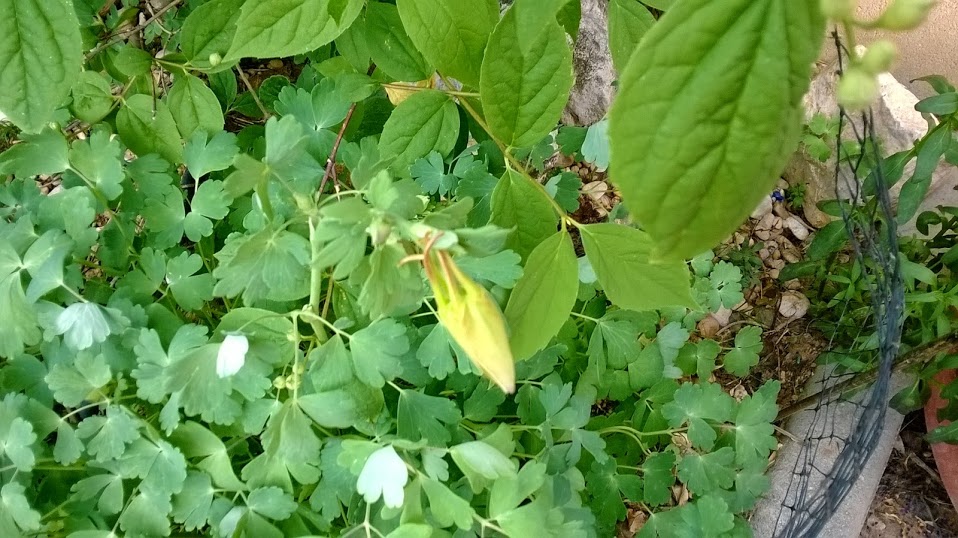 WP_20140419_006.jpg
