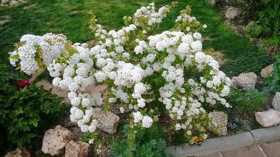 WP_20140419_008.jpg