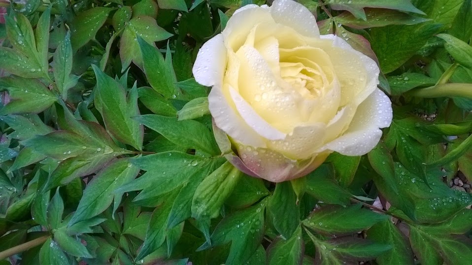 WP_20140420_002.jpg