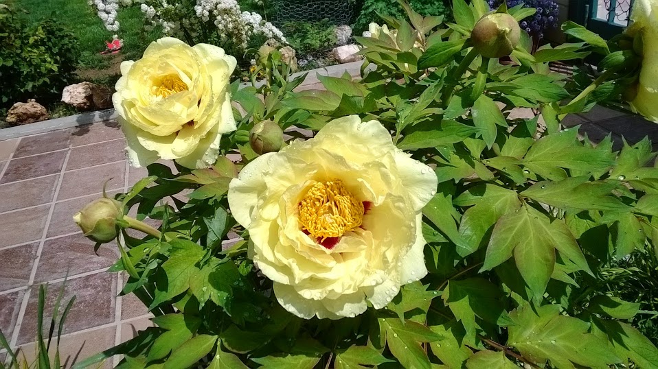 WP_20140420_009.jpg