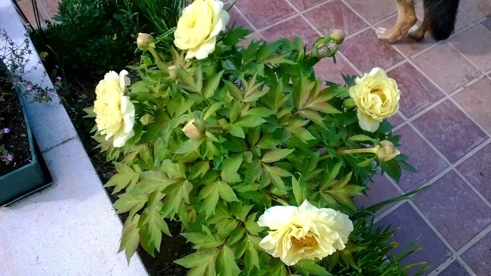 WP_20140420_010.jpg