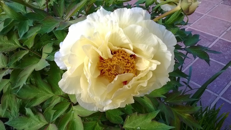 WP_20140420_012.jpg