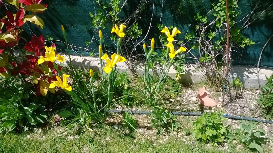 WP_20140502_002.jpg