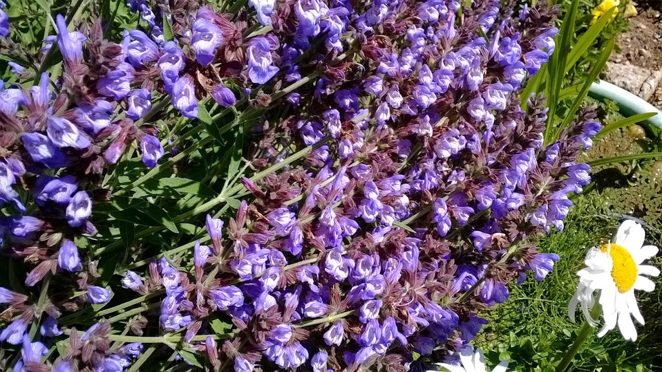 WP_20140513_004.jpg