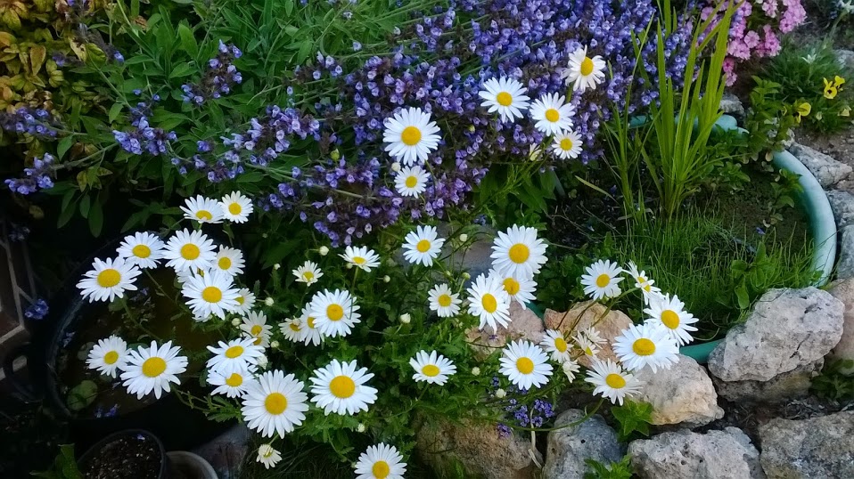 WP_20140517_016.jpg