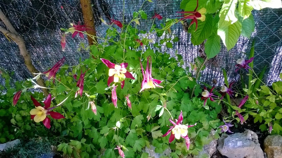 WP_20140524_003.jpg