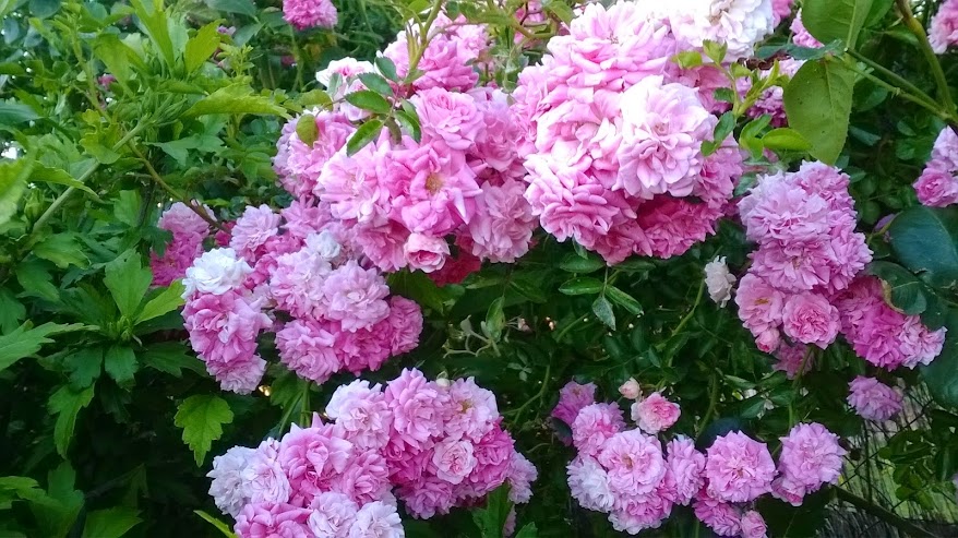 WP_20140617_002.jpg