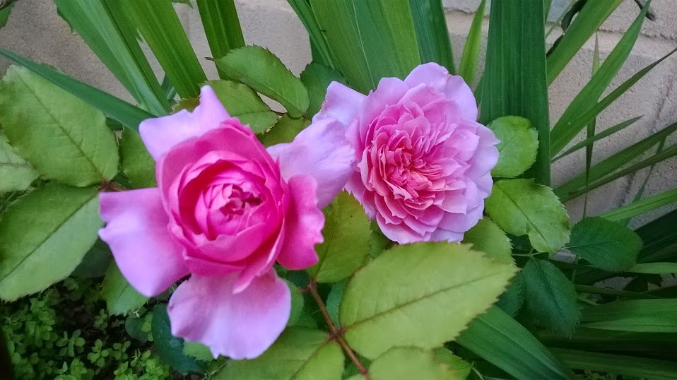 WP_20140708_002.jpg