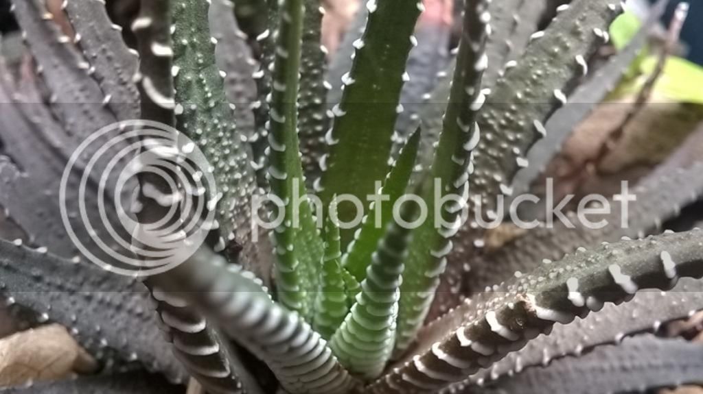 WP_20140917_10_05_20_Refocus_zps96d37ac0.jpg