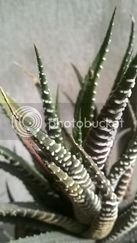 WP_20141007_08_33_36_Refocus_zpsc533181e.jpg