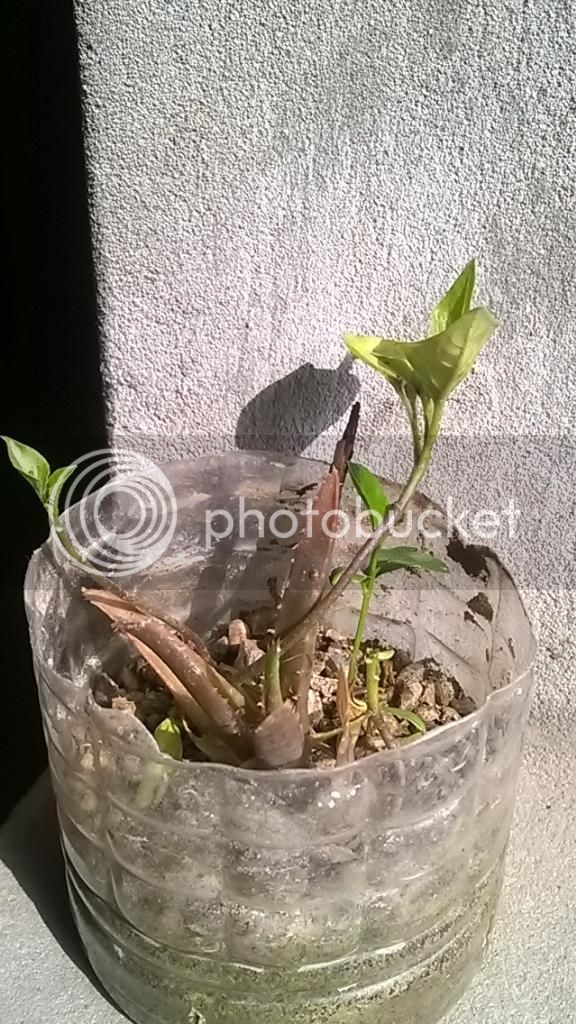 WP_20141007_08_34_39_Refocus_zps31ec748e.jpg