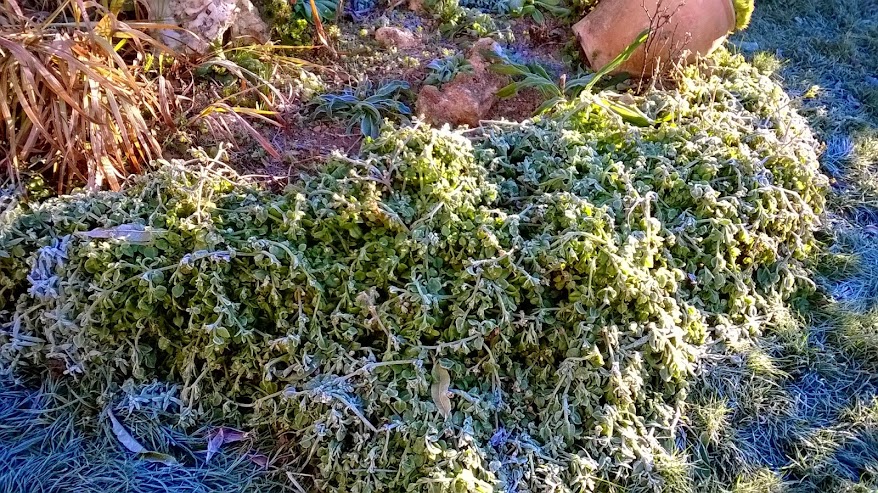 WP_20141231_001.jpg