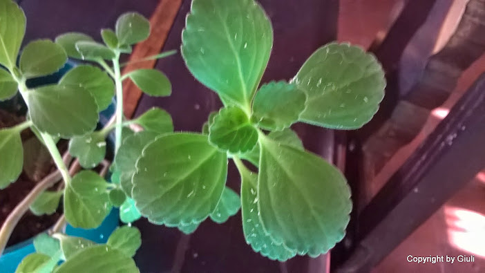 WP_20150309_003.jpg