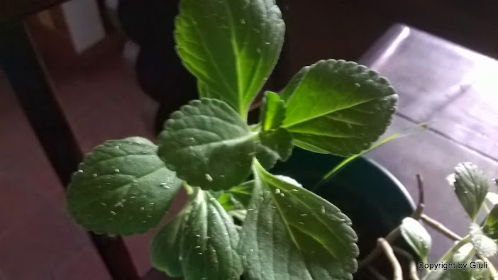 WP_20150309_012.jpg