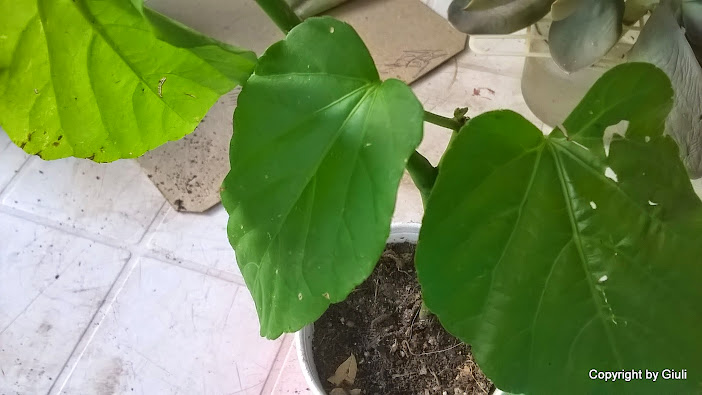 WP_20150309_018.jpg