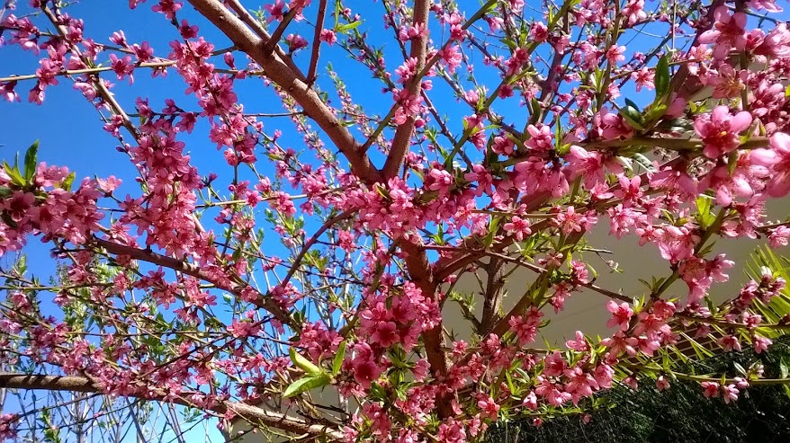 WP_20150331_008.jpg