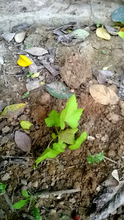 WP_20150501_029.jpg